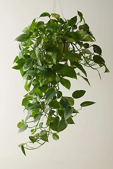 Pothos Plant | Anthropologie (US)
