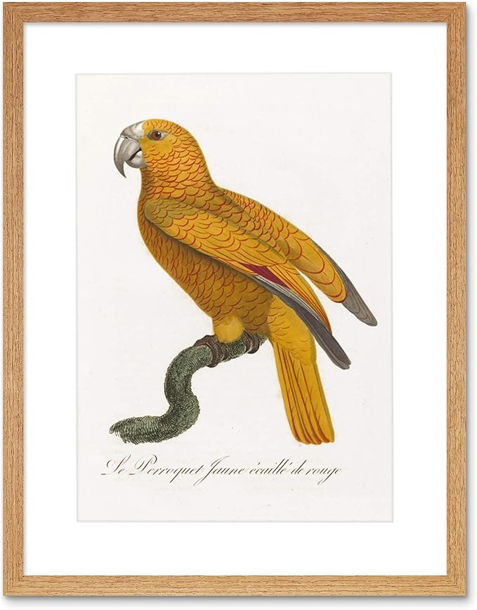 Orange Bird Vintage Illustration Art Print Framed Poster Wall Decor 12x16 inch | Amazon (US)