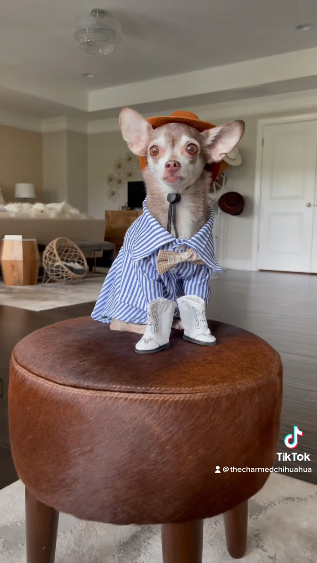 Coastal cowdog!

Coastal cowboy, dog clothes, dog shirt, dog hat

#LTKfamily #LTKSeasonal #LTKunder50