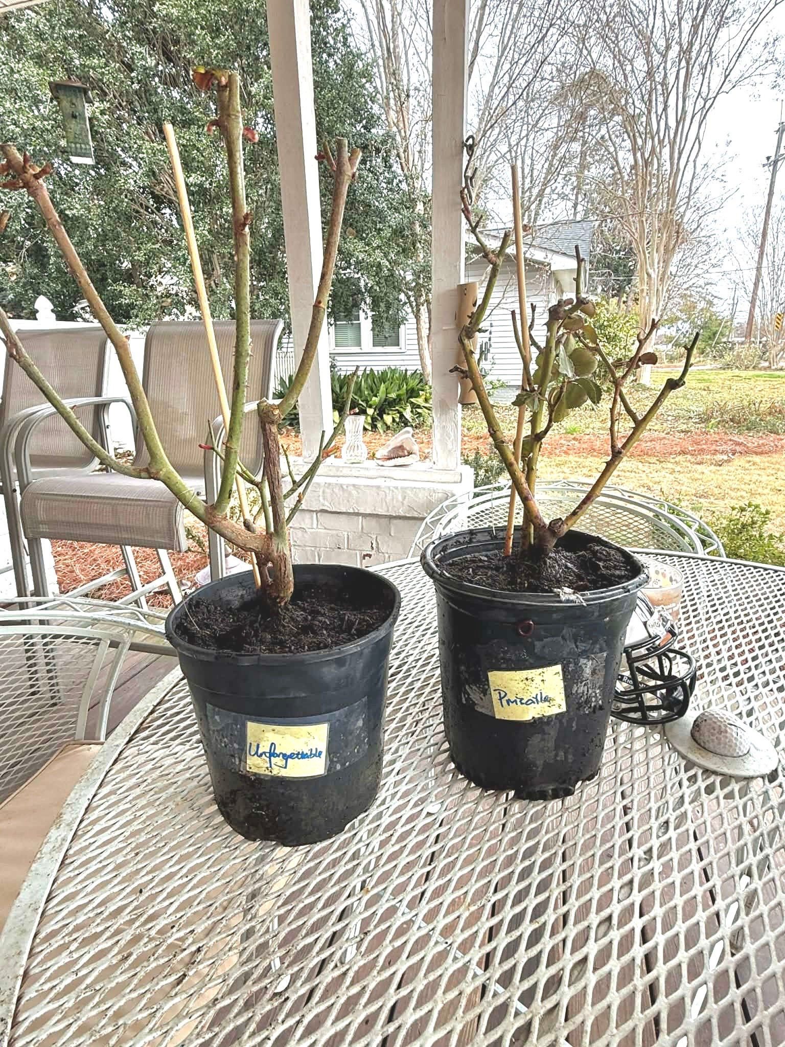 Look at these big beautiful plants!!!

#LTKdayinmylife #LTKFindsUnder100 #LTKSeasonal