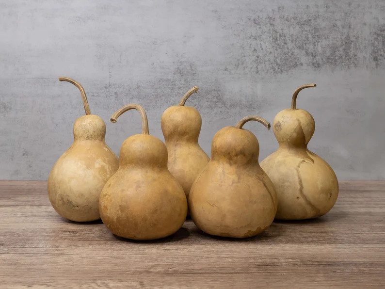 5 Bottle Gourds - 4" Diameter, Dried Gourds for Crafting and Decorating | Etsy (Global)