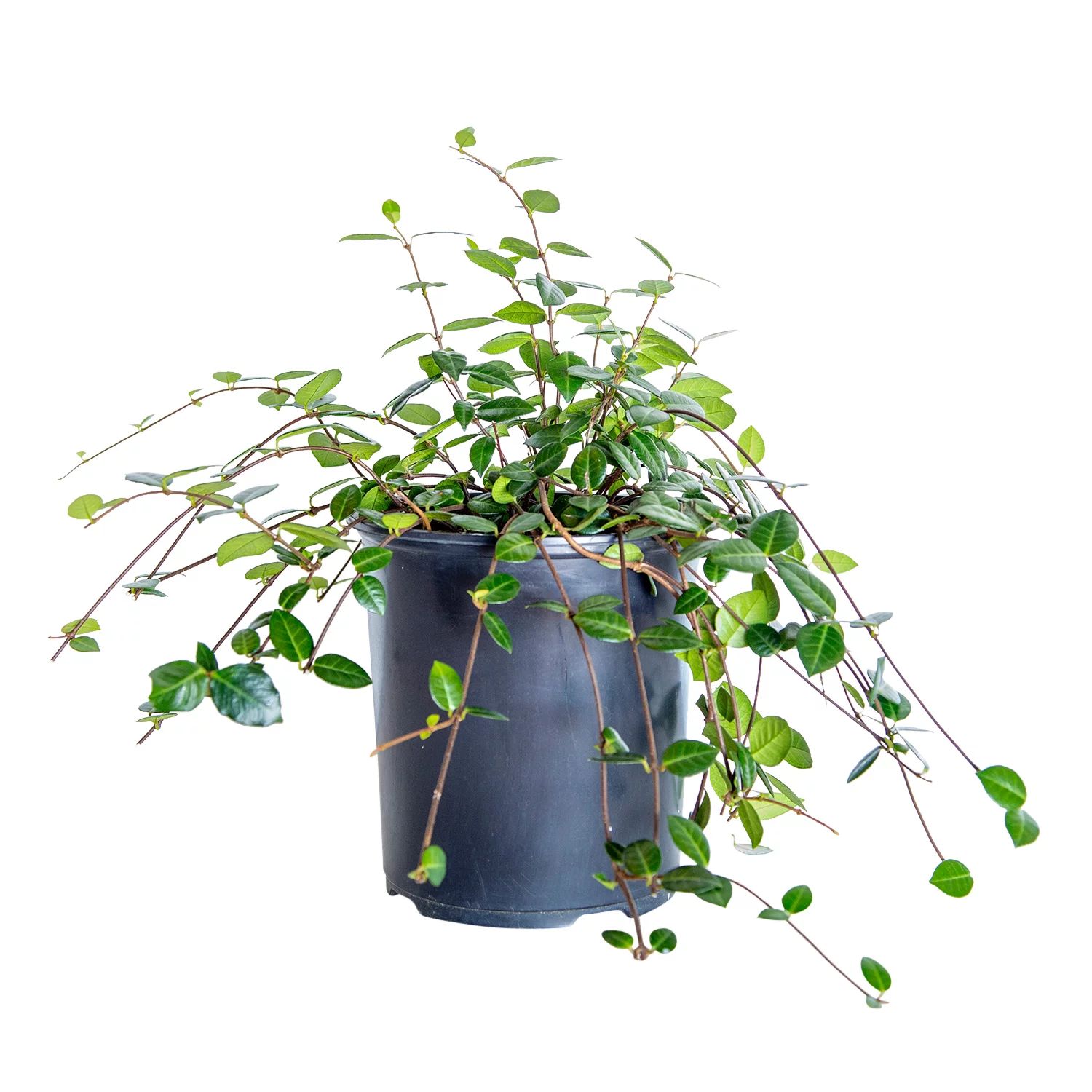 Asiatic Jasmine (2.5 Quart) Evergreen Groundcover Vine - Full Sun Live Outdoor Plant | Walmart (US)
