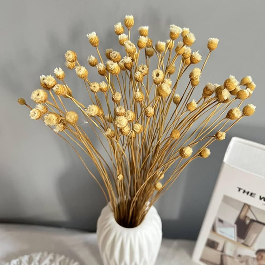 250 Stems Natural Dry Flowers Brazilian Small Star Daisy Decorative Dried Flowers Mini Daisy Cham... | Amazon (US)