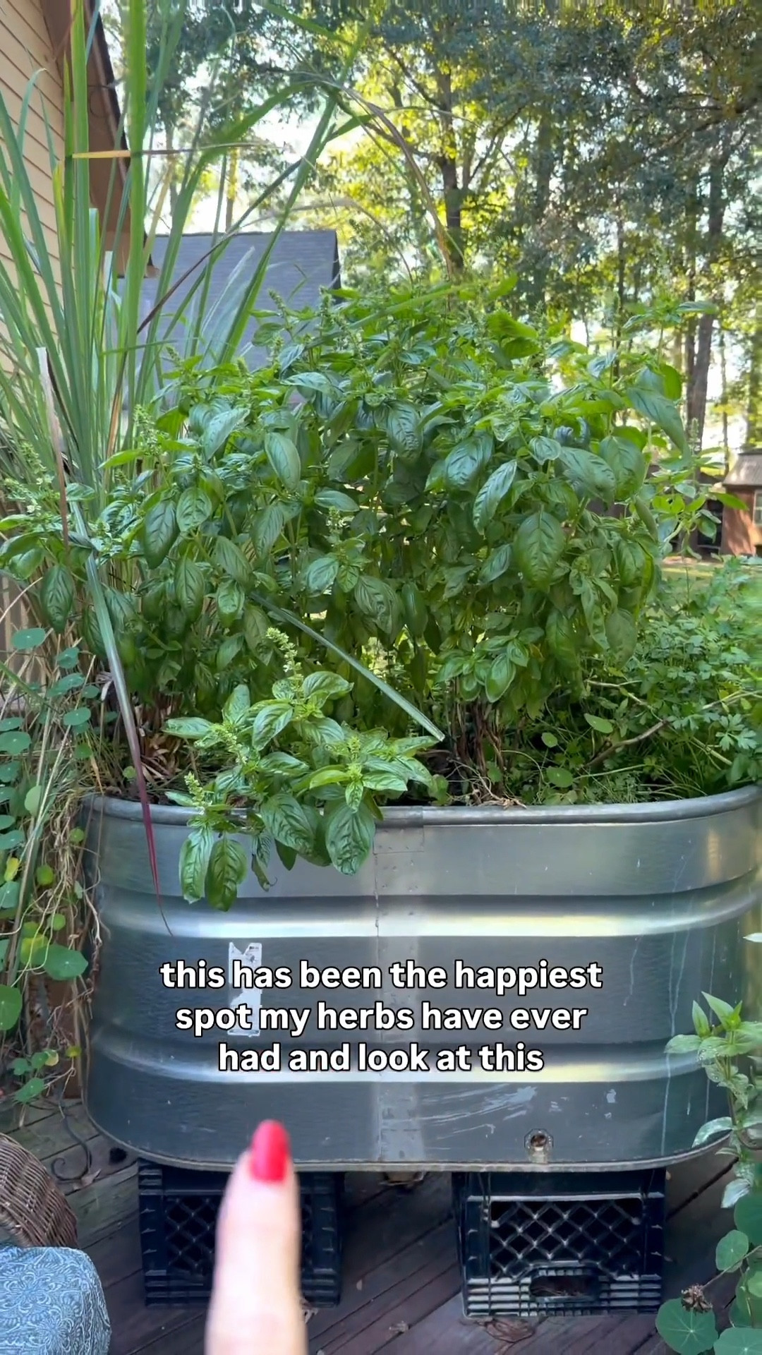 Even in October, my Georgia herb garden is still going strong! 💚
We built this raised garden using a galvanized stock tank — one of my favorite easy DIY projects ever. It’s the perfect setup for herbs like basil, parsley, sage, and lemongrass.

If you’ve been wanting to start a small garden of your own, this setup is low-maintenance, budget-friendly, and looks beautiful on any deck or patio.

👉 I’ve linked the stock tank we used and included a few of my favorite DIY tools + accessories to help you create your own herb garden oasis. 🌿

#BessieAndCo #SouthernRootsModernPlates #LivingTheDash #GardenDIY #HerbGarden #RaisedGardenBed #StockTankGarden #OutdoorLiving #SouthernLifestyle #HomeGardenIdeas #LTKHome #LTKDIY #LTKOutdoor

#LTKSeasonal #LTKHome #LTKHalloween