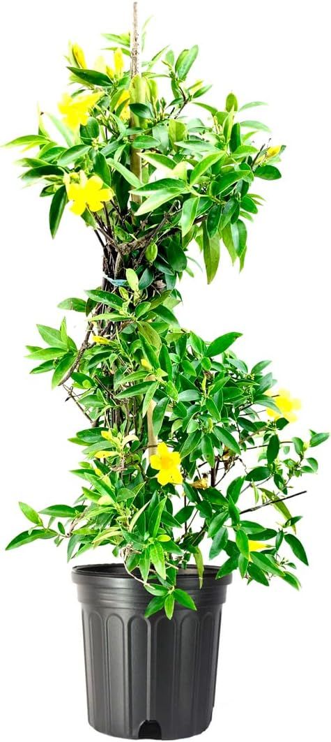Carolina Jasmine | 2 Large Gallon Size Plants | Gelsemium Sempervirens Jessamine | Blooming Fragr... | Amazon (US)