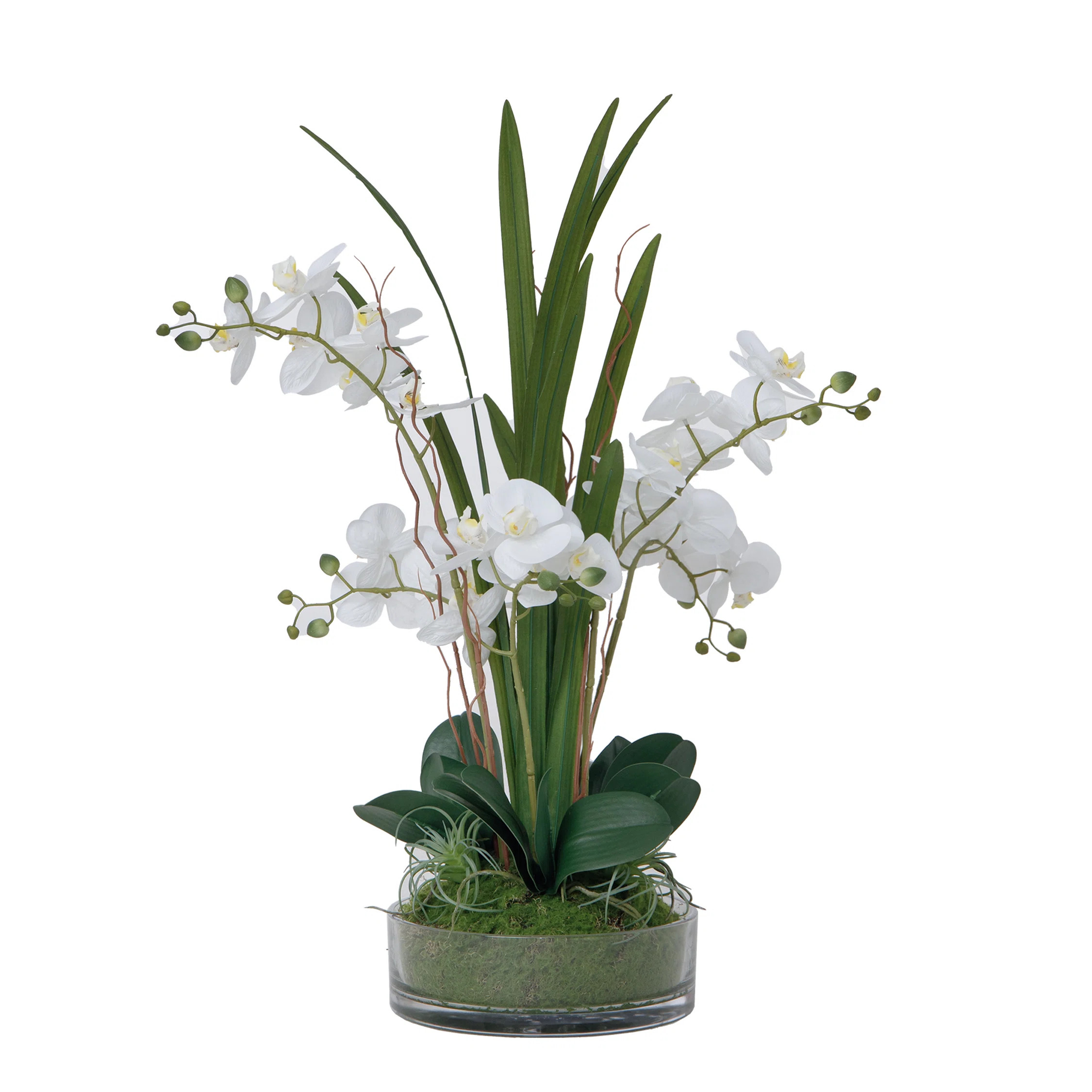 29.5" White Orchid Arrangement in a Glass Vase| Real Touch White Moth Phalaenopsis Orchids by Fio... | Wayfair North America