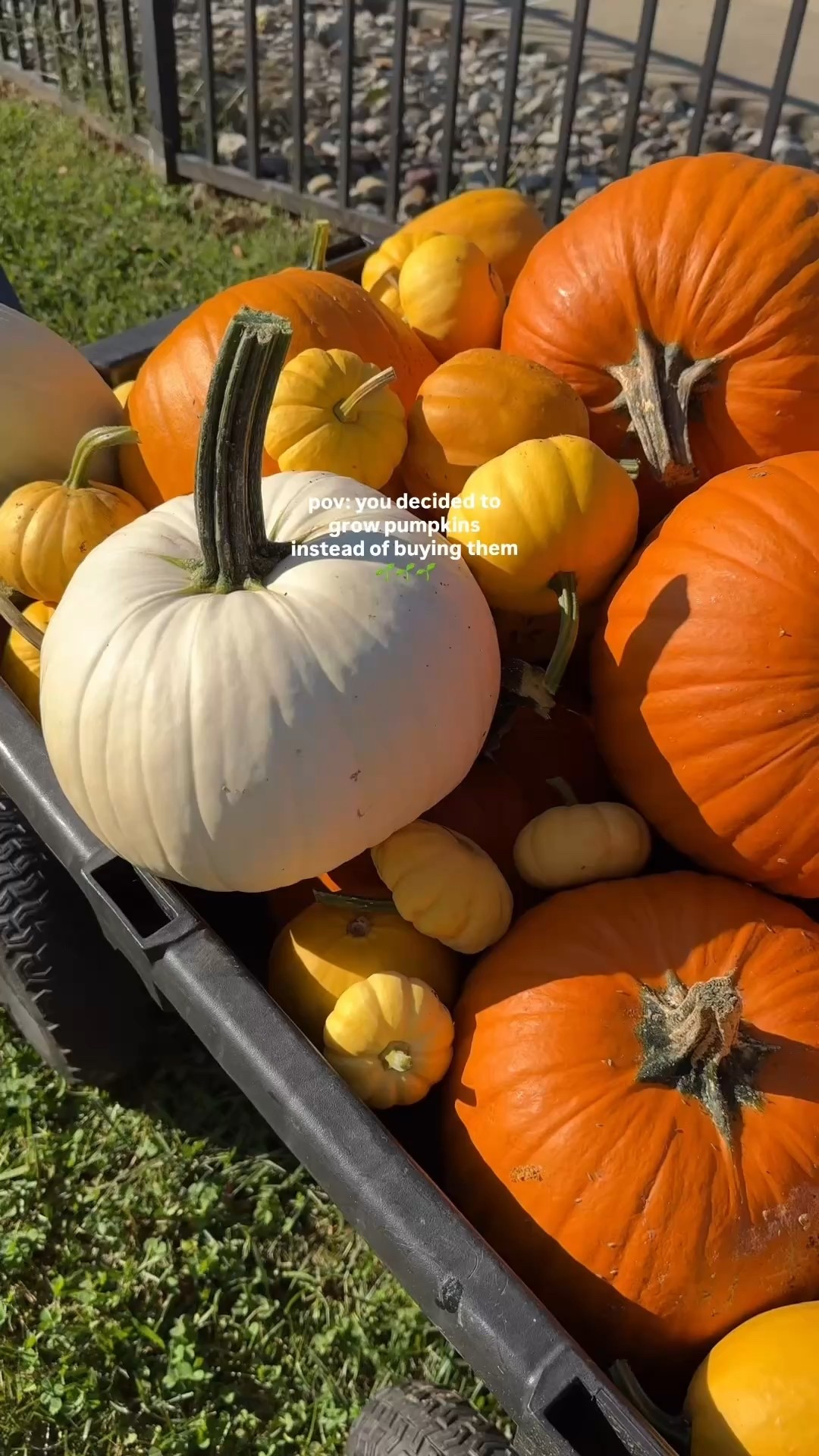 This is your sign to grow your own pumpkins next spring 🌱

#LTKHalloween #LTKSeasonal #LTKHome