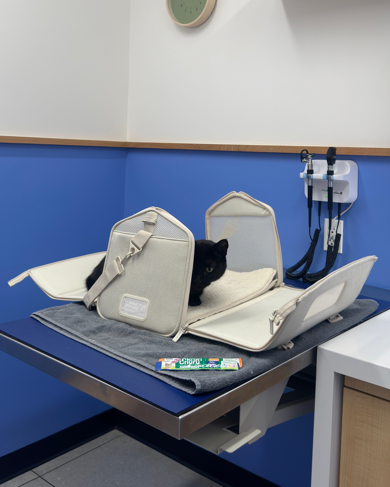 The best cat carrierr

#LTKHome #LTKFindsUnder100