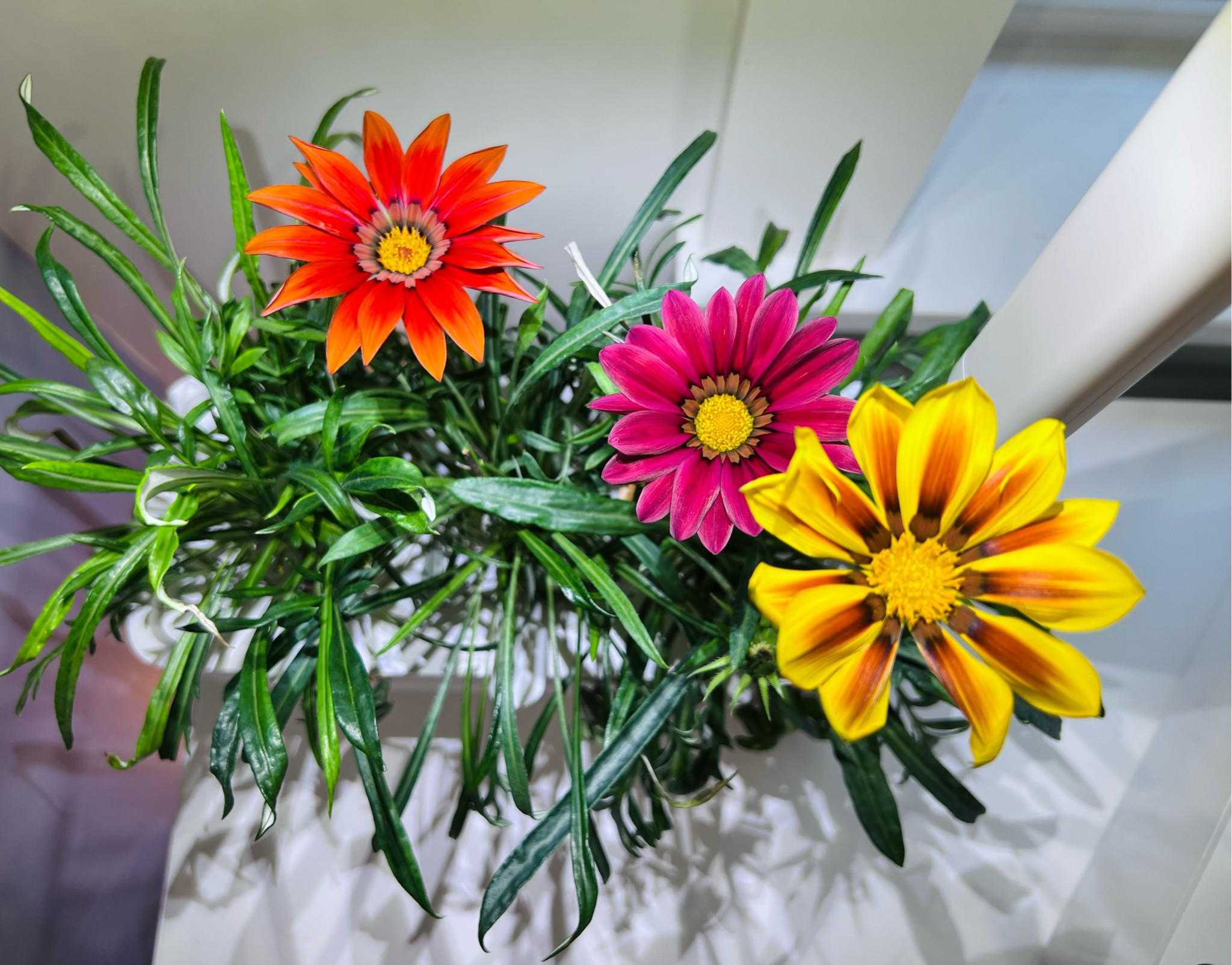 Gazania grown from seed in my Click and Grow smart garden #garden #flowers 