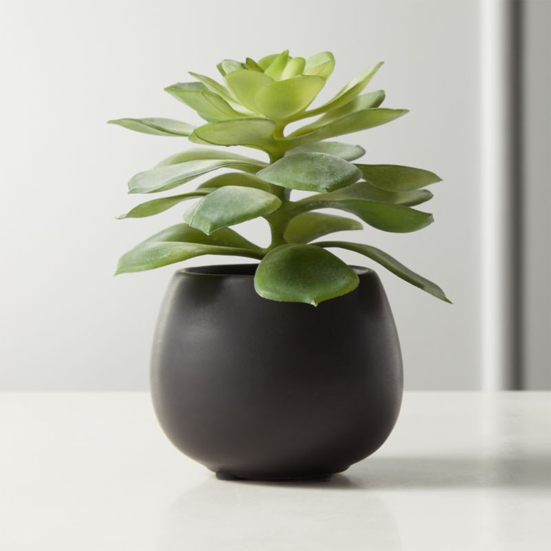 Faux Potted Echeveria Succulent 5.75" + Reviews | CB2 | CB2