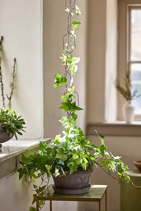 Chain Trellis | Anthropologie (US)