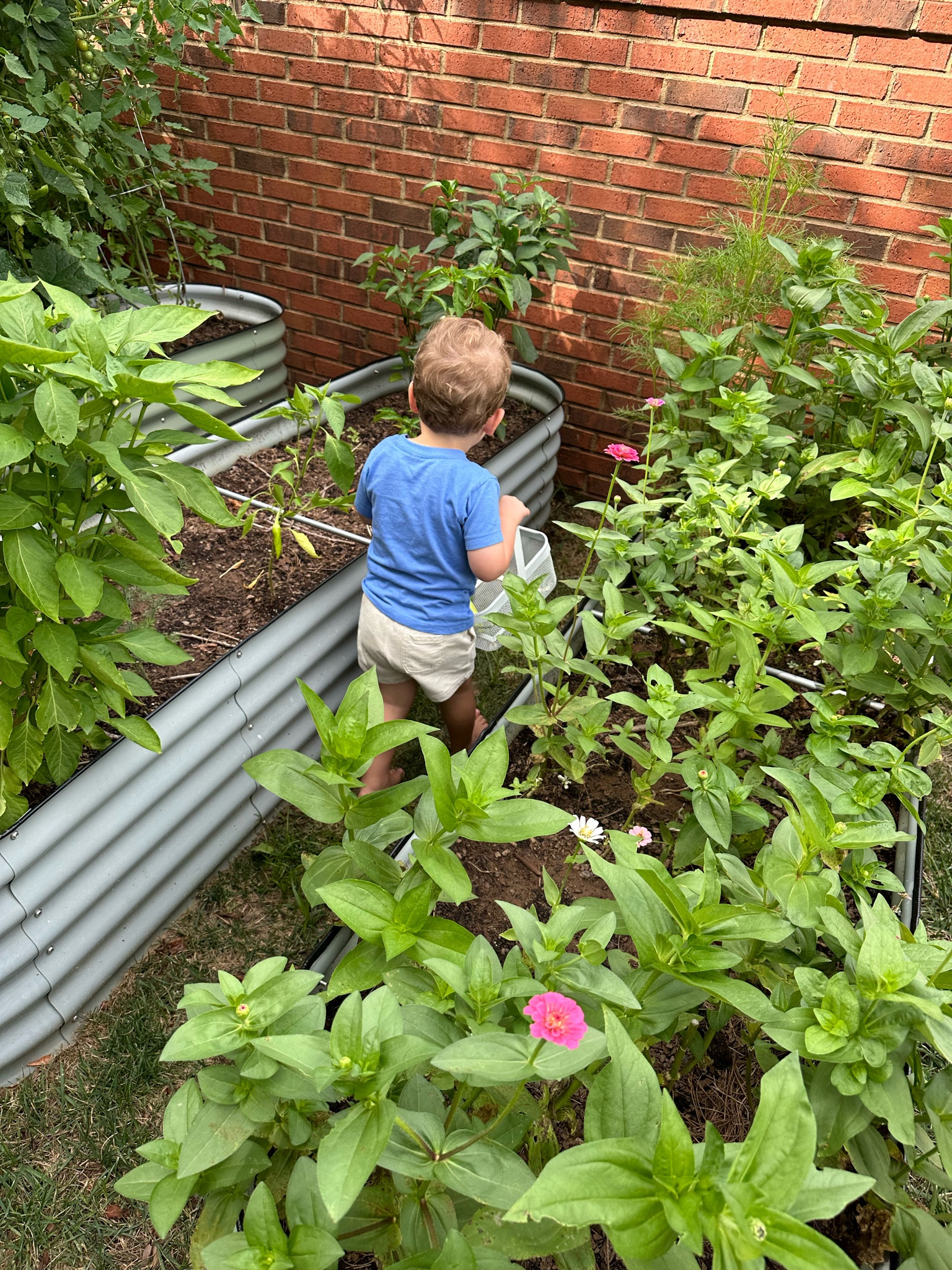 8x2 metal garden beds— we have 3! 

We have the light green color🍃🌿

#LTKSeasonal