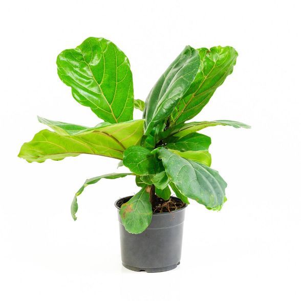 1pc Fiddle Leaf Fig - National Plant Network | Target