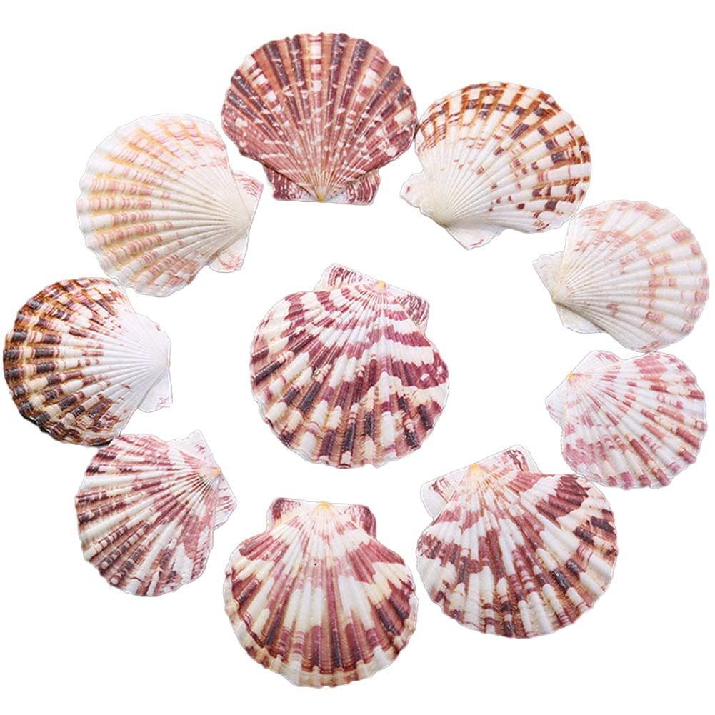 Scallop Shell Natural Seashell from Sea Beach for DIY Crafts Decor for Wedding Decor Beach Theme ... | Amazon (US)