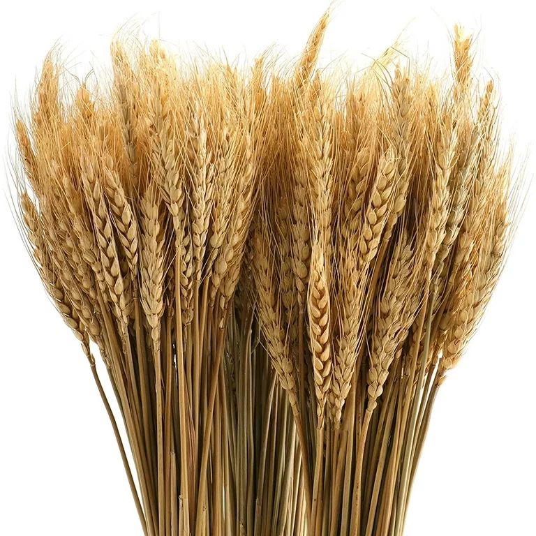 AURORA TRADE 25 Stems 19.69 Inch Dried Wheat Sheaves, Natural Wheat Stalks Bundle Fall Arrangemen... | Walmart (US)