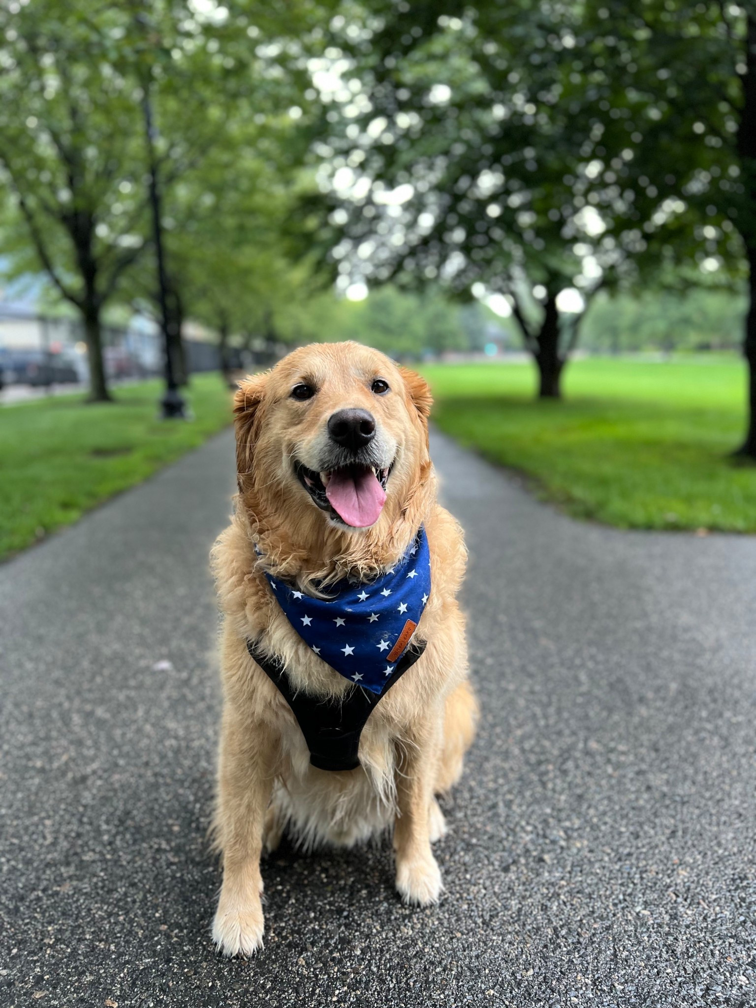 some of my favorite dog bandanas from amazon! 

#LTKPets