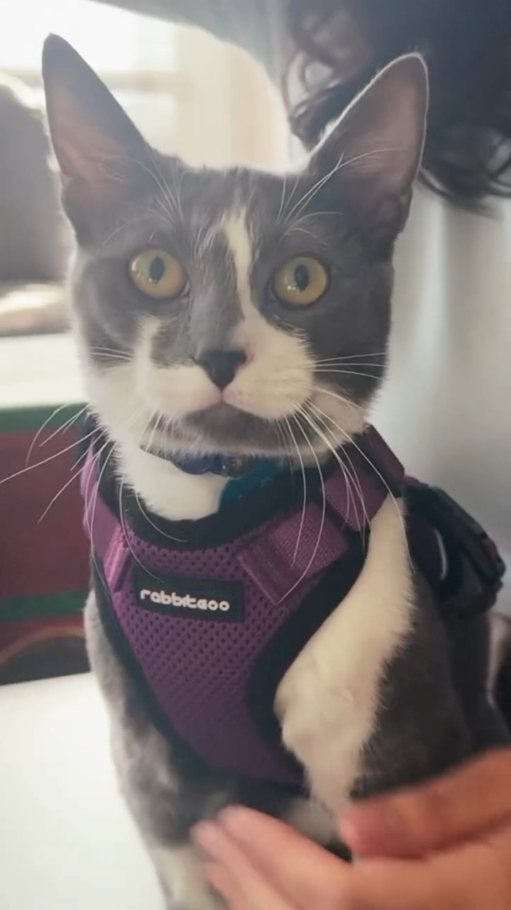 We tried the Rabbitgoo Classic Adjustable Cat Harness and Leash Set by @rabbitgoopets, and I love how secure yet comfortable it is on my cats. The adjustable fit, lightweight feel, and supportive design make it great for everyday wear—indoors or outside—without restricting movement.

Functional, comfortable, and really cute 🤍
Use code IGYALMIE15 for savings!

#RabbitgooPets #Rabbitgoo #CatHarness #CatHarnessAndLeash #CatParents #PetHarness #PetStyle #CatLife #PetAccessories #PetUGC #PetInfluencer #CatMomLife #PetComfort #PetSafety