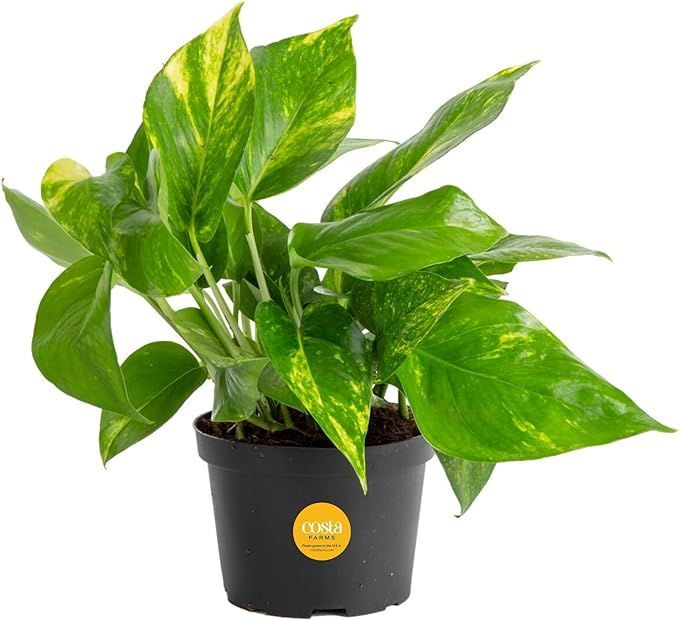 Costa Farms Golden Pothos Live Plant, Easy Care Indoor House Plant in Grower's Pot, Potting Soil,... | Amazon (US)