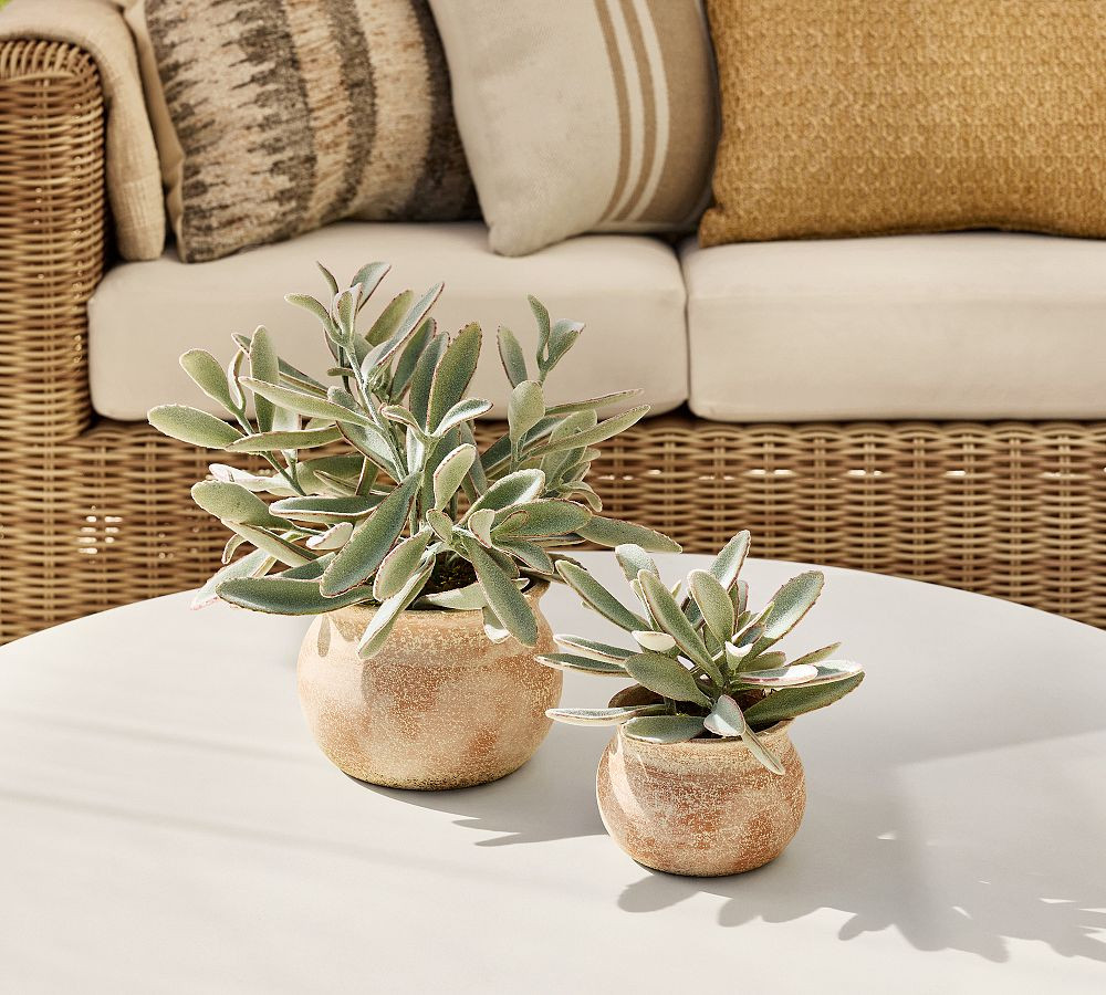 Faux Potted Faded Succulent | Pottery Barn (US)