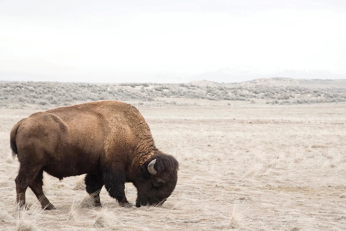 Bison | Juniper Print Shop