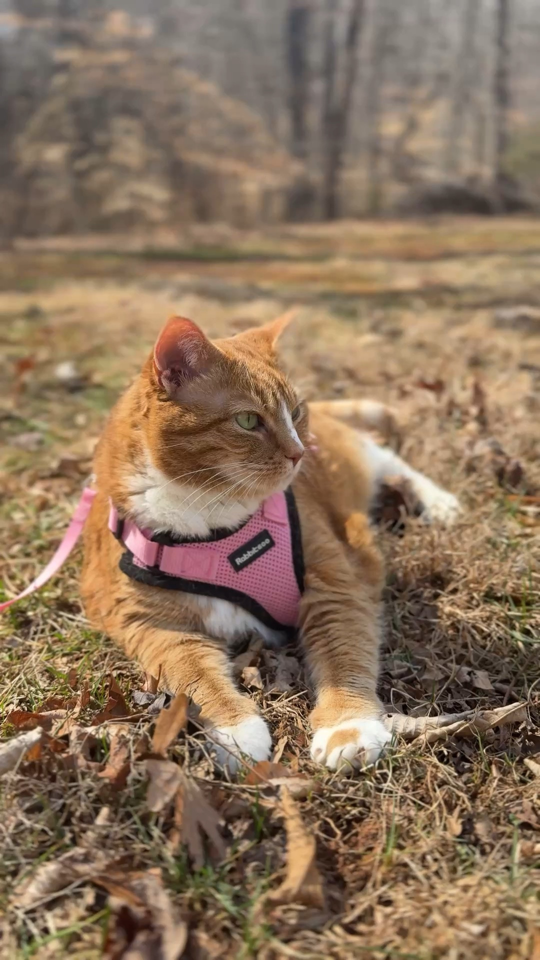 Big Girl’s harness!