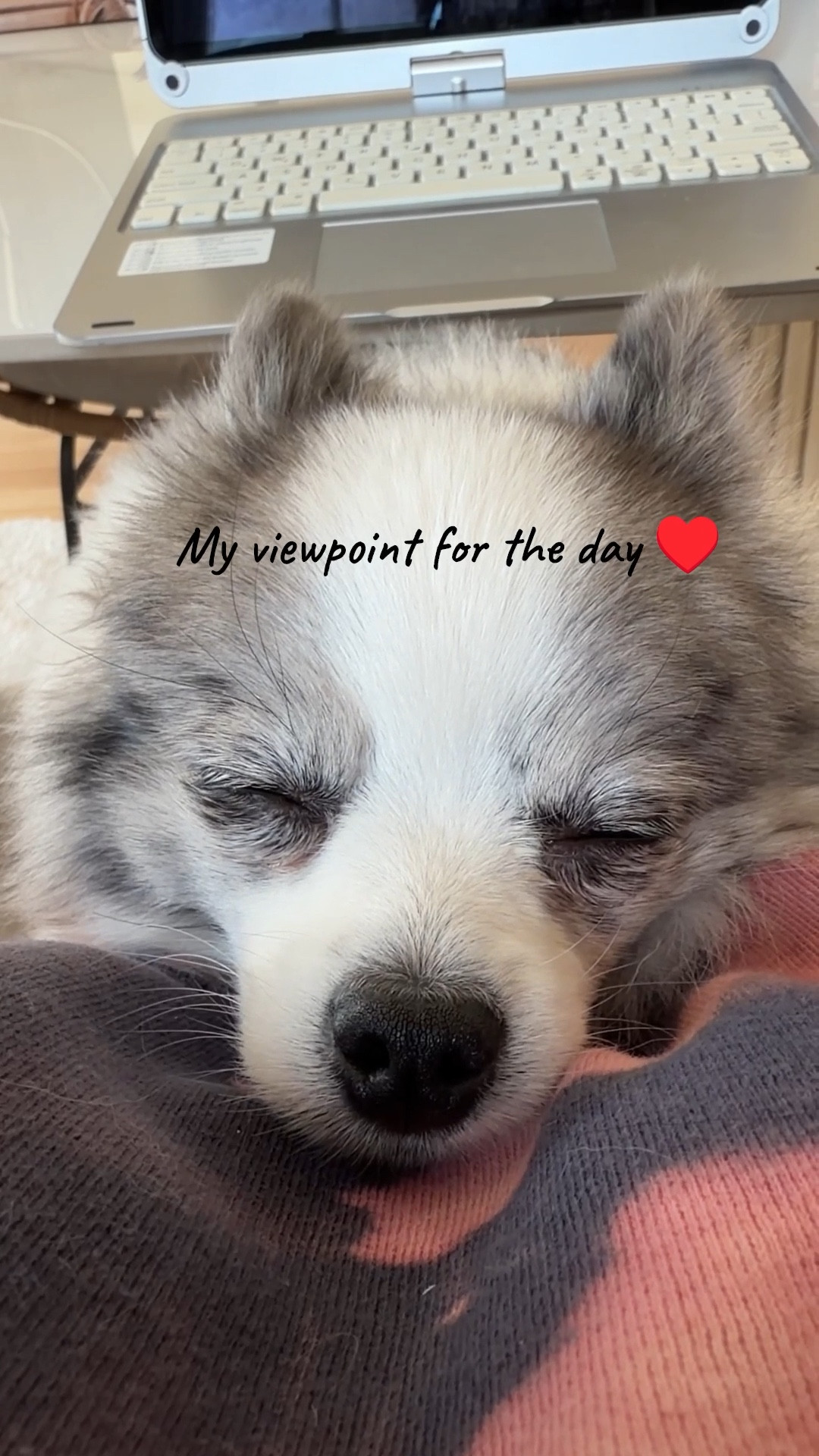 Meet Squeaks: 7lb Merle tripod rescue Pomeranian 🐶 He’s very needy as you can see  

Valentines outfit women, dog mom, ipad accessories, home 

#LTKdayinmylife #LTKmorningroutine #LTKValentine