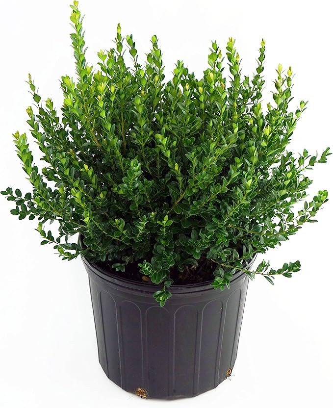 Buxus macro. asiat. 'Baby Gem' (Boxwood) Evergreen, #3 - Size Container | Amazon (US)