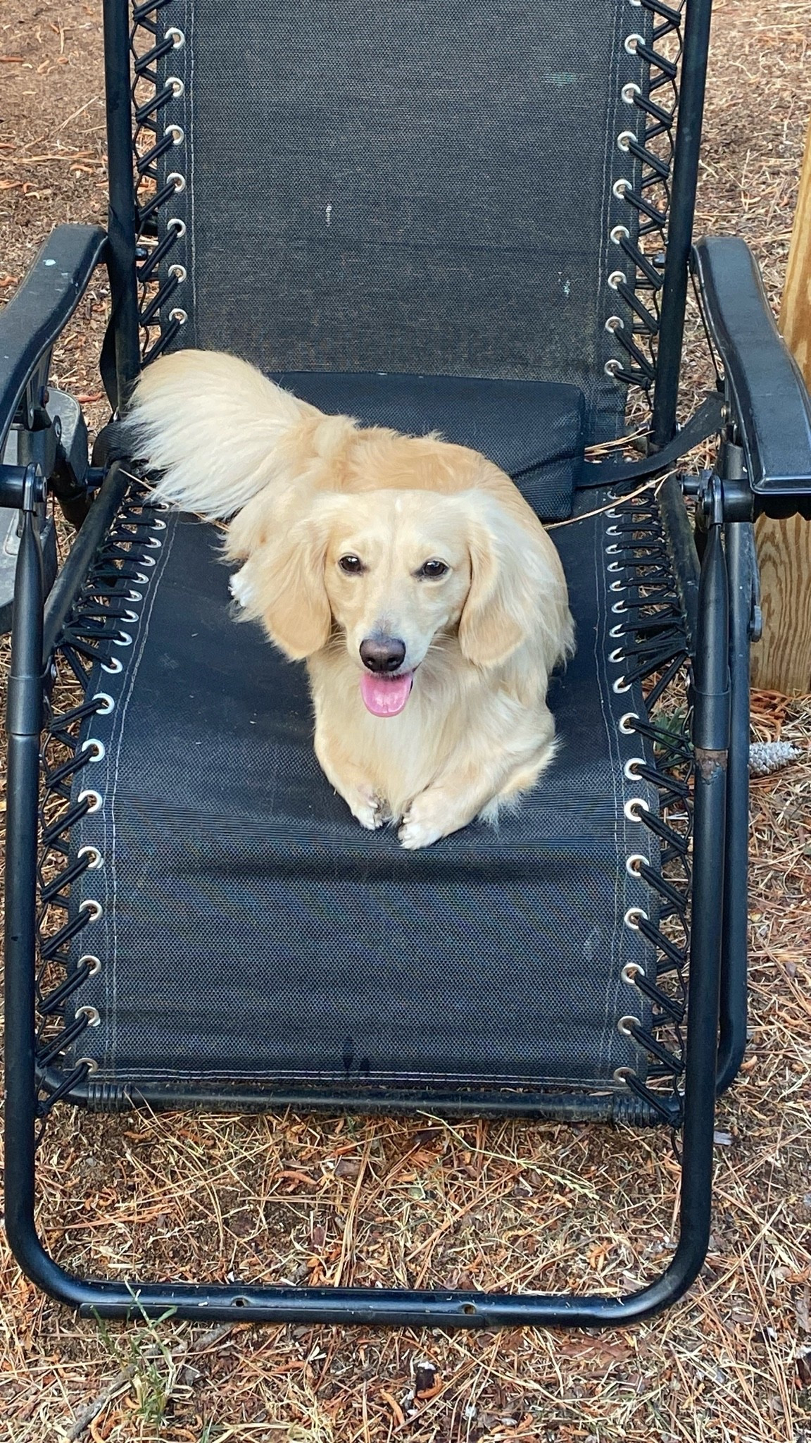 Even our pup enjoys these lounge chairs! We love them

#LTKSeasonal