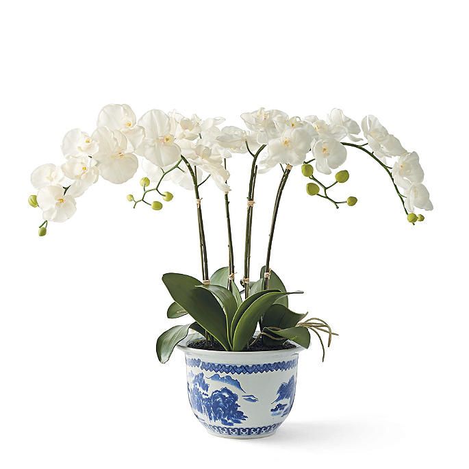 Orchid in Blue and White Ceramic Pot | Frontgate | Frontgate