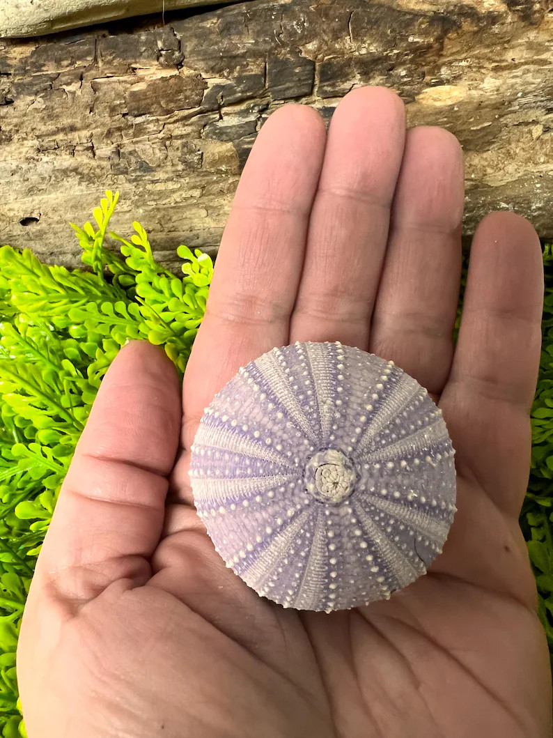 Lite Purple Sea Urchin, Hermit Crab Treat, Calcium Rich - Etsy | Etsy (Global)