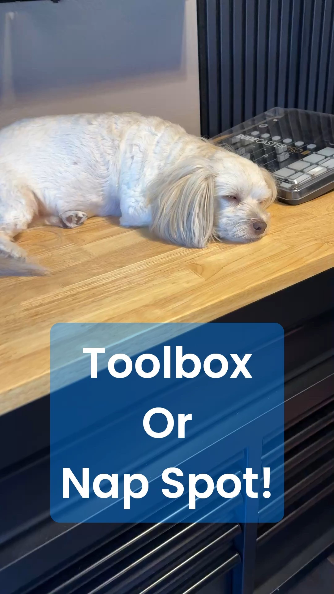 My husband loves his new toolbox. Our granddog loves it more 🤣💕

#LTKHoliday #LTKMens #LTKGiftGuide