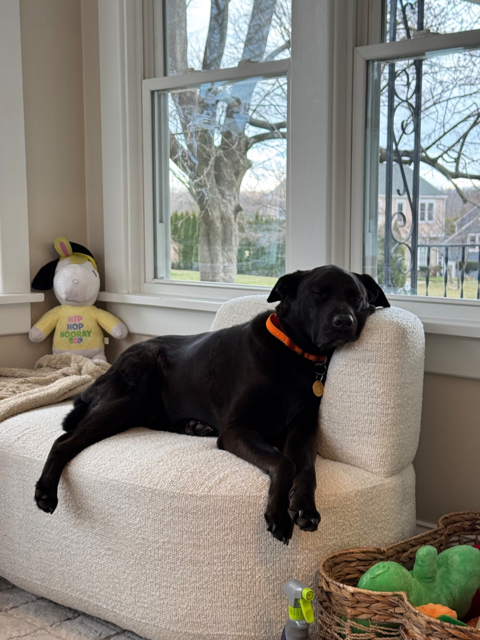 Harley’s Corner .. he loves this seat

Dog corner, dog bed, sun room, home decor, home design, Walmart finds.