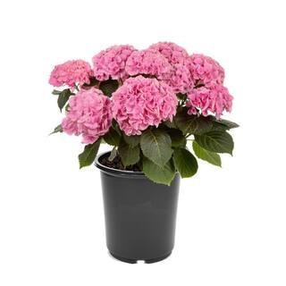 2.5 qt. Hydrangea macrophylla Hi River Pink Perennial Plant with Pink Flowers - 1-Pack 3073 - The... | The Home Depot