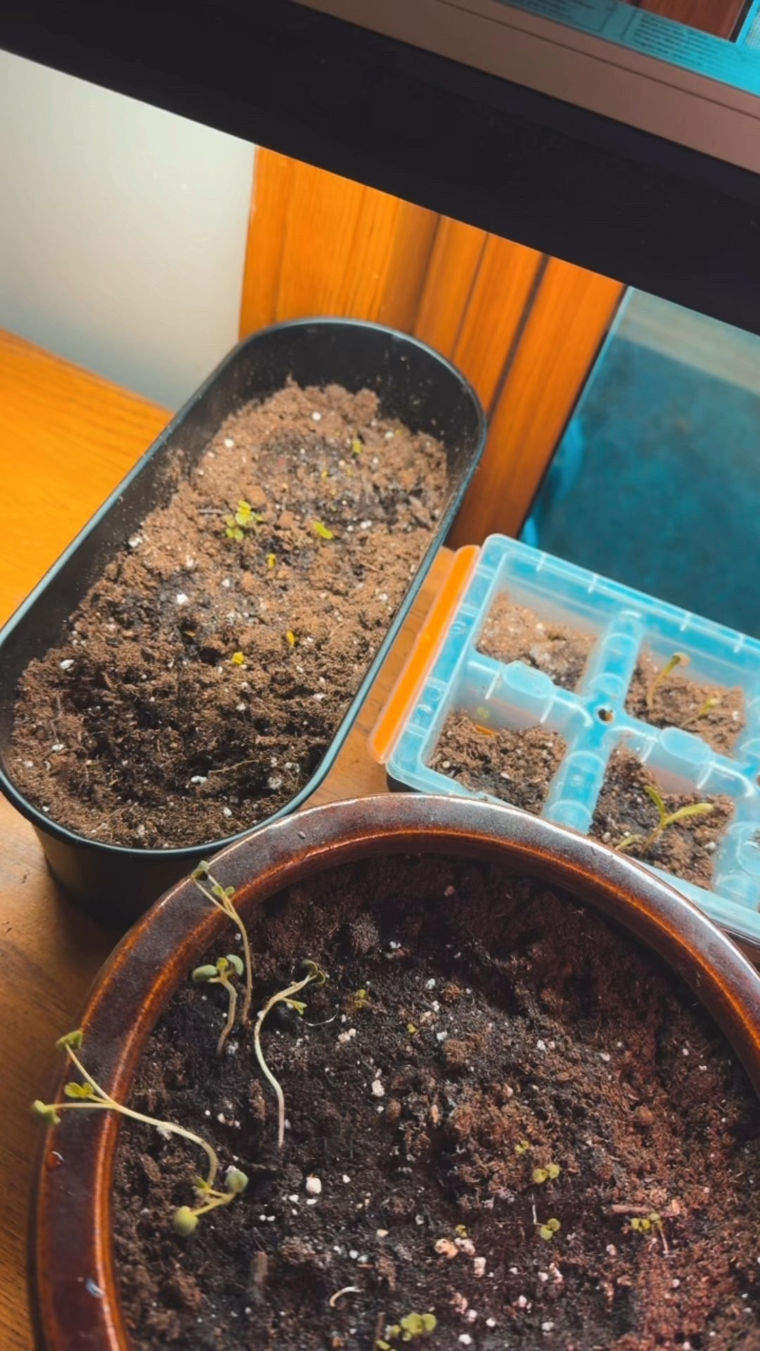 Heyyyy little pretty ones 🤭 

I've been getting my feet wet in creating my own apothecary as well as growing our own food indoors so my family has healthy, safe options year around. 

Being on the journey to getting certified as an herbalist has truly been eye opening to the ways people dealt with certain ailments hundreds of years ago, heck, not even hundreds of years ago! (My Babci would give us blackberry brandy if we had coughs because that was the OG cough syrup 🤣) 

If anyone has questions on how to get started please feel free to ask! It's a whole new world but you HAVE TO DO RESEARCH and I strongly suggest taking courses by an accredited herbalist- and no, Pinterest doesn't count. 

I'll link the two hydroponics units shown here in my LTK highlight with more explanation about the tower, they're very effective and hold 32 plants between the two of them. 

Cheers to a better you 🌿🌱

#LTKWatchNow #LTKFamily #LTKHome