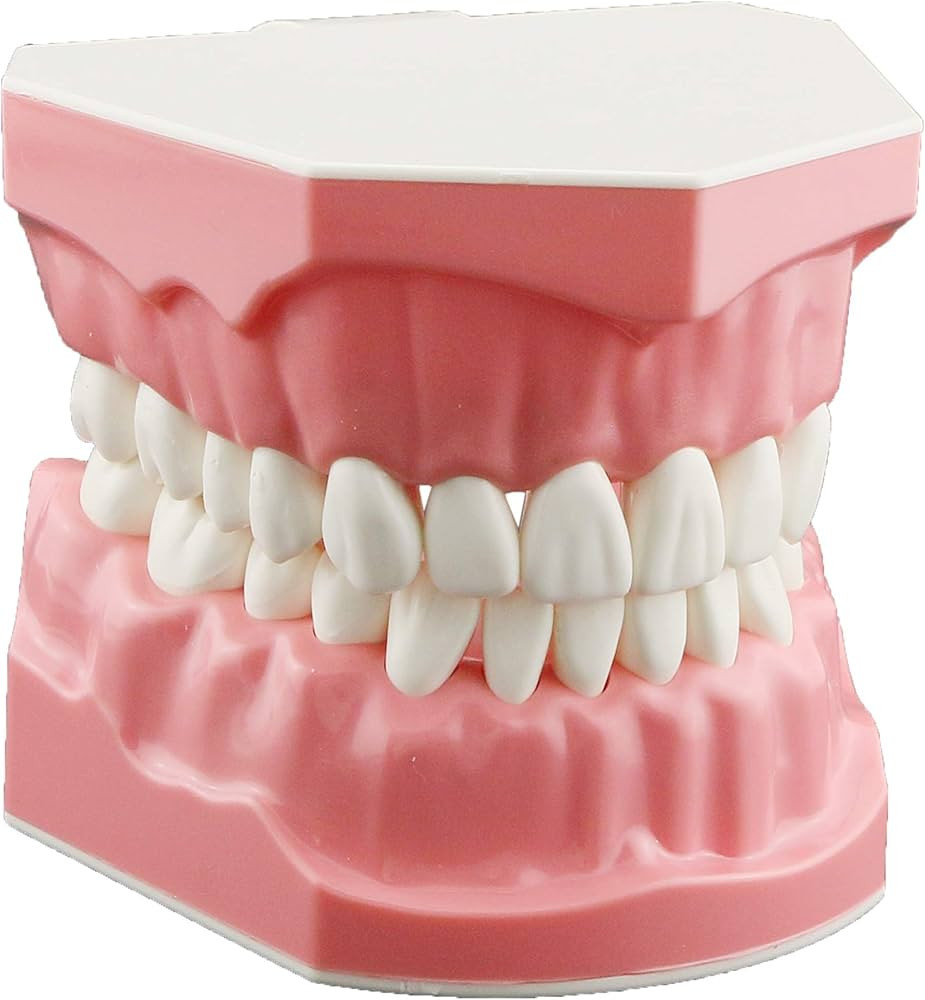 DENTALMALL Dental Model Brushing Flossing Practice Teeth Typodonts Mode Gingiva Visible Anatomic ... | Amazon (US)