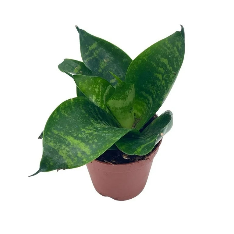 Bird's Nest Snake plant, Green Striped Snakeplant, Sansevieria trifasciata Prain, Black Robusta, ... | Walmart (US)