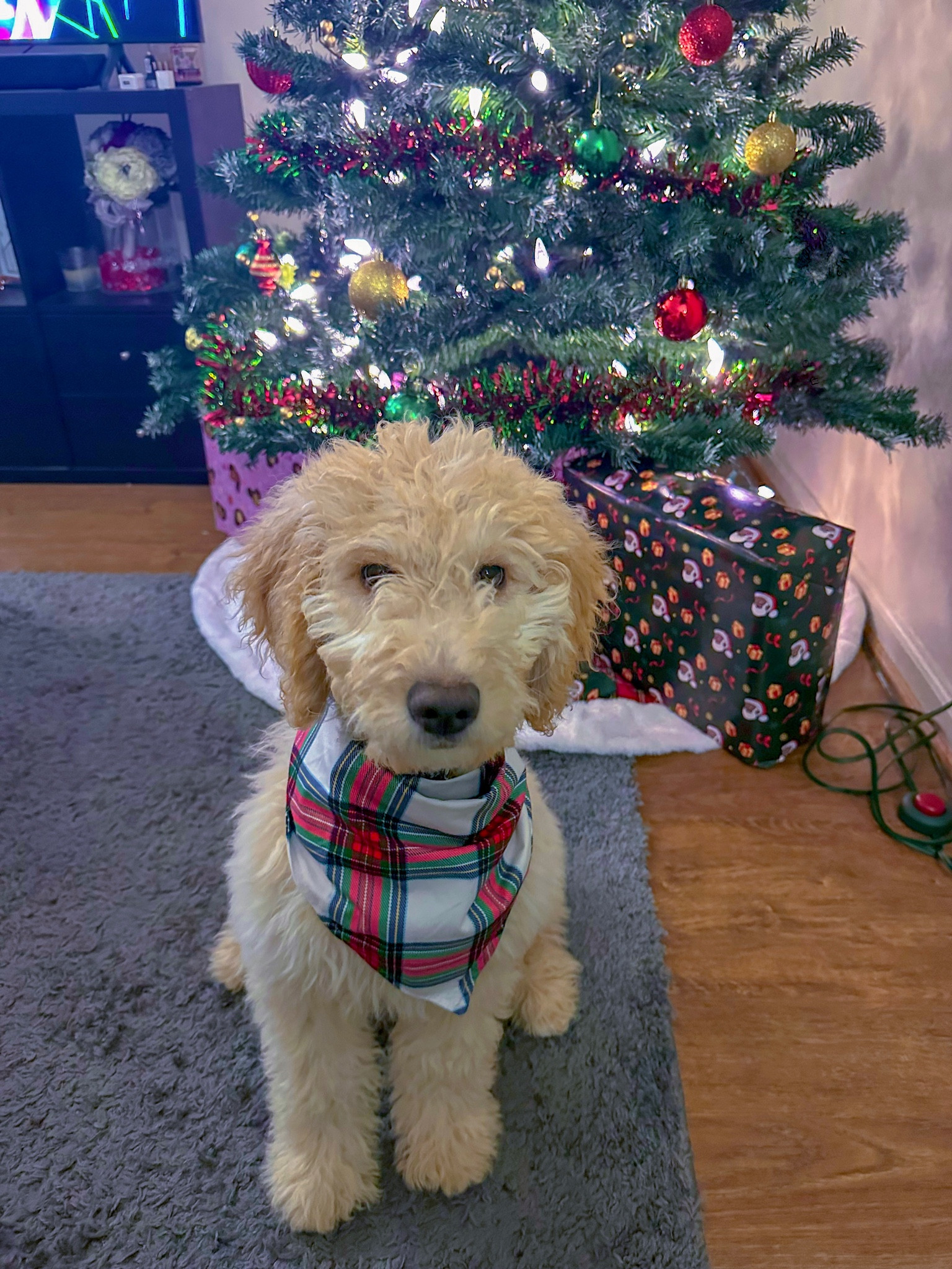 target / dog / pet clothes 

#LTKunder50