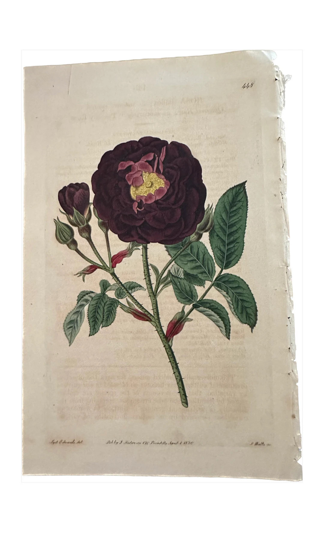 Original 1820 Book Plate Tuscany Rose by Sydenham Edwards | Etsy (US)