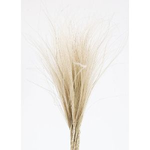 Dried Natural Stipa Penata Feather Grass | Trouva (Global)