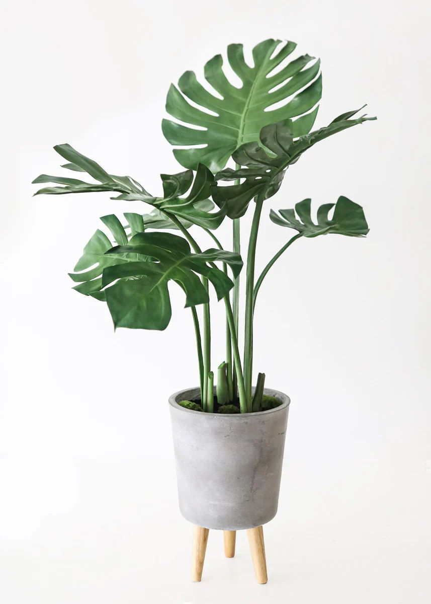 Fake Monstera Plant in Cement Stand - 45 | Afloral (US)