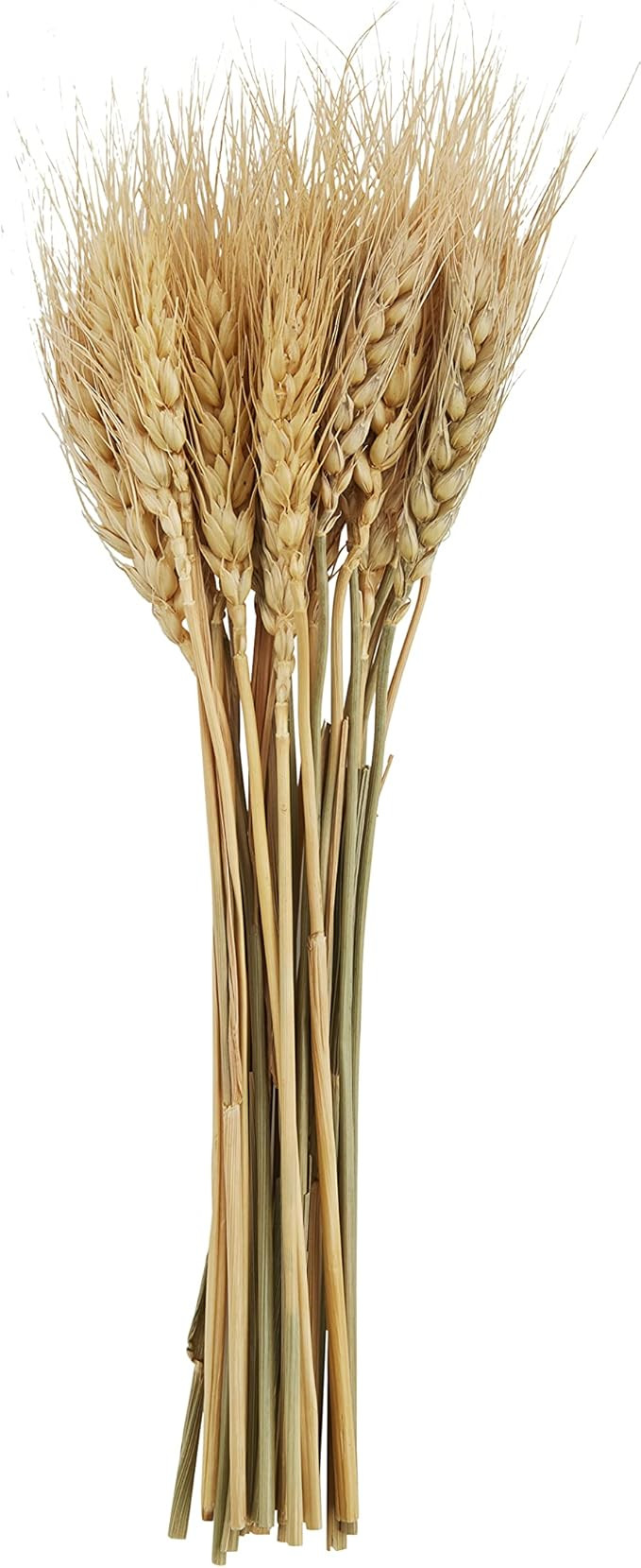 Mud Pie Small Preserved Wheat Bundle, Natural, 10.5" | Amazon (US)