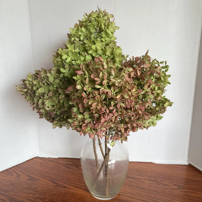 Dried Limelight Hydrangea Flowers | Etsy (Global)