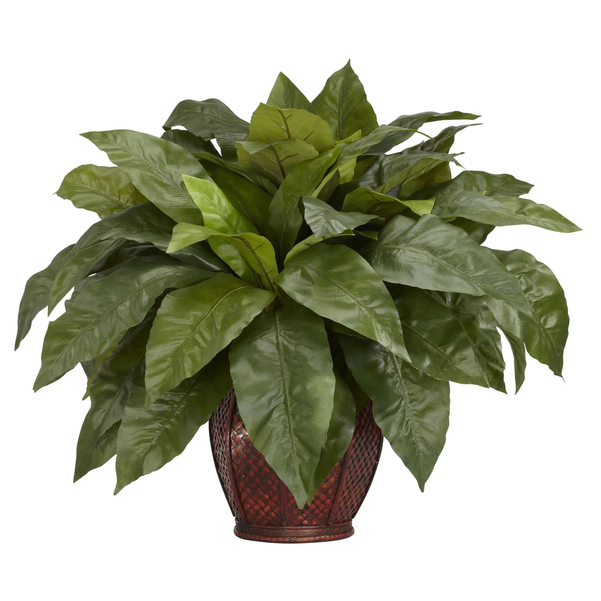 Primrue Birdsnest Fern Desk Top Plant in Basket & Reviews | Wayfair | Wayfair North America
