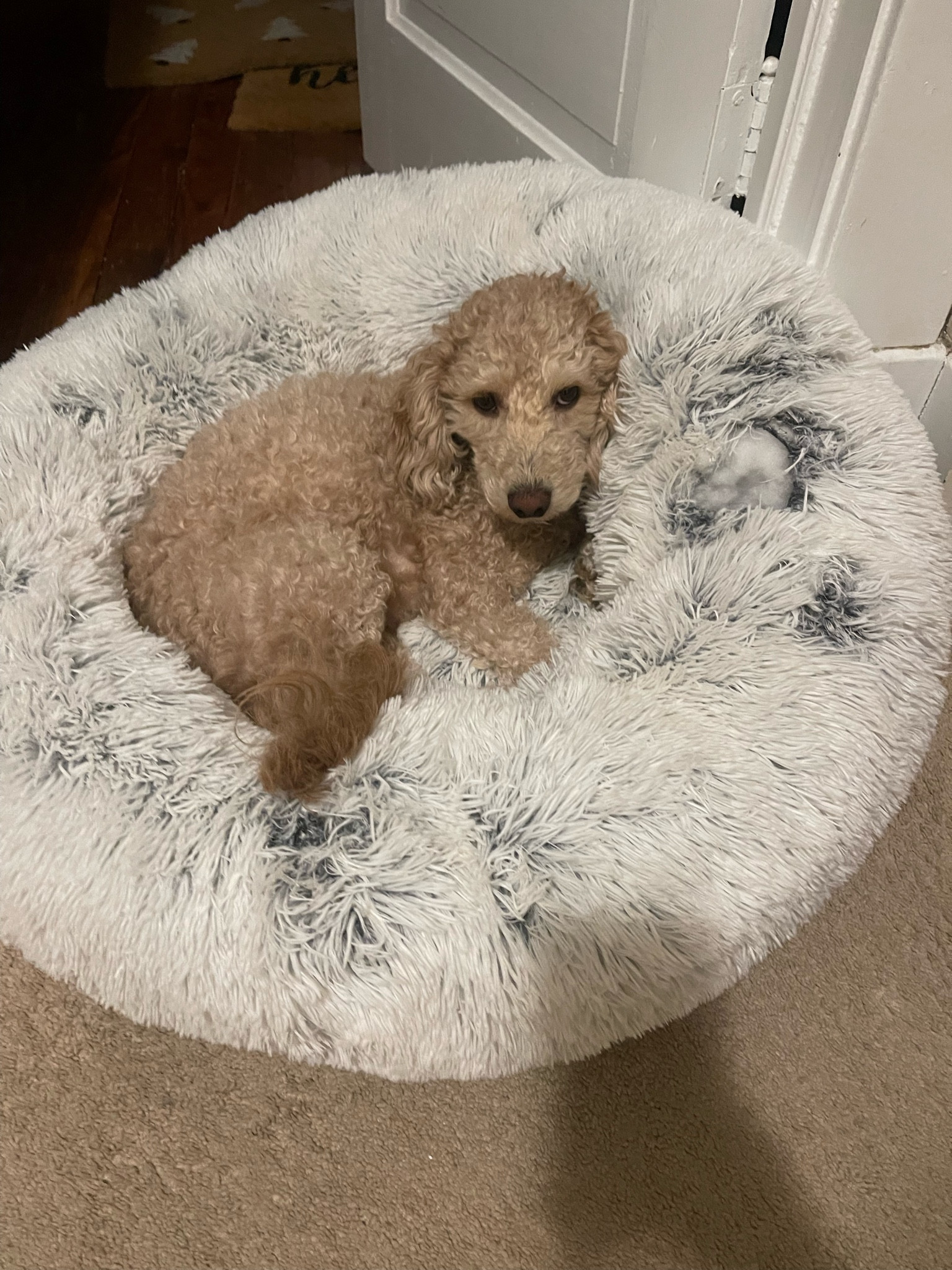 The coziest doggie bed for your pup 🐶 

#LTKFind #LTKhome #LTKunder50