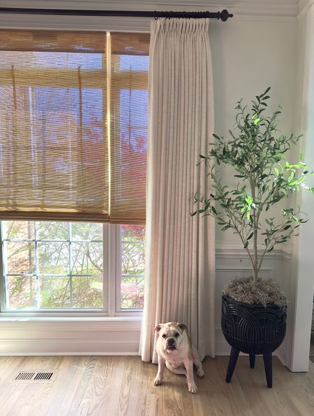 Love our custom Amazon curtains paired with our Roman shade blinds found at Home Depot. This pot is also the perfect piece for this corner 😀 I think Stella the bulldog likes too!

#LTKsalealert #LTKhome #LTKFind