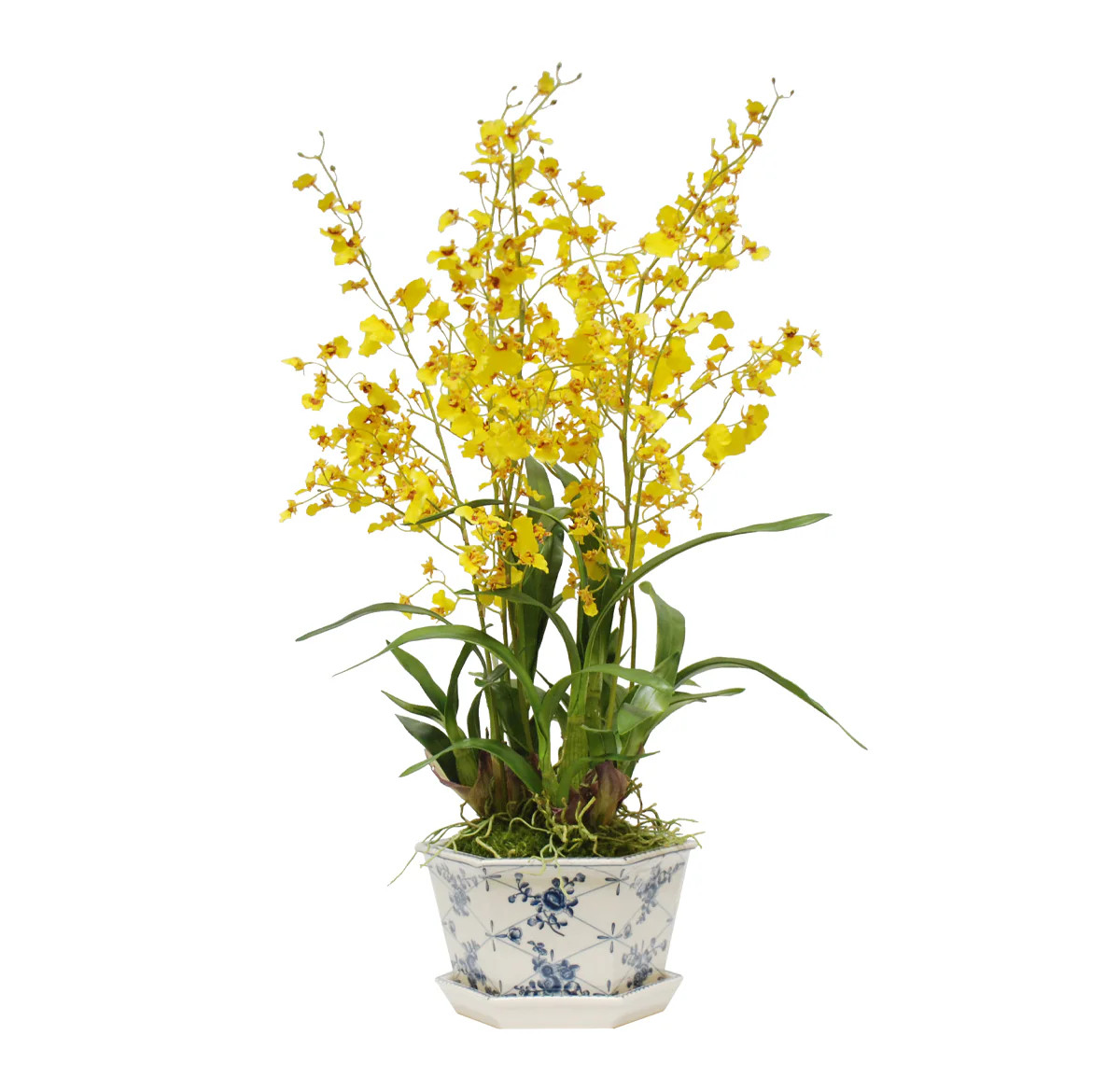 Potted Orchid | Tuesday Made