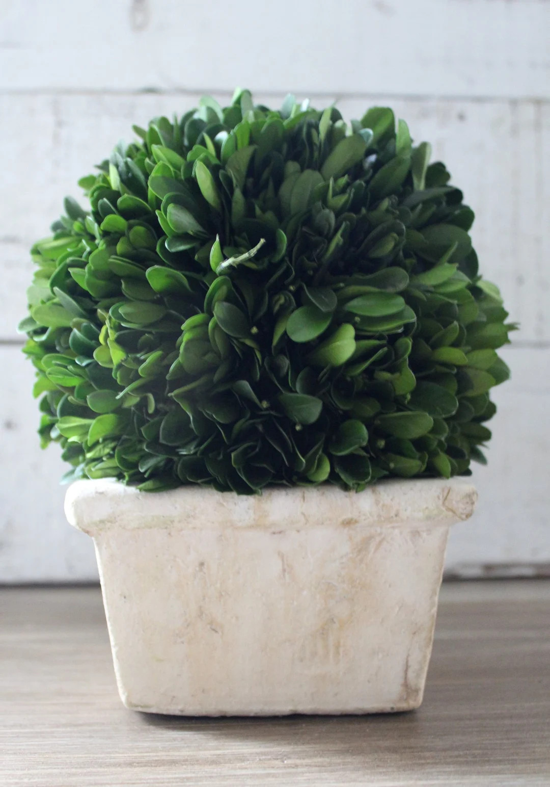 Preserved Boxwood Ball in Square Pot 8 - Etsy | Etsy (US)