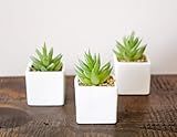 Artificial Succulent Plants Set of 3 in Square White Ceramic Vases, Identical Green Flocked Fake Pla | Amazon (US)