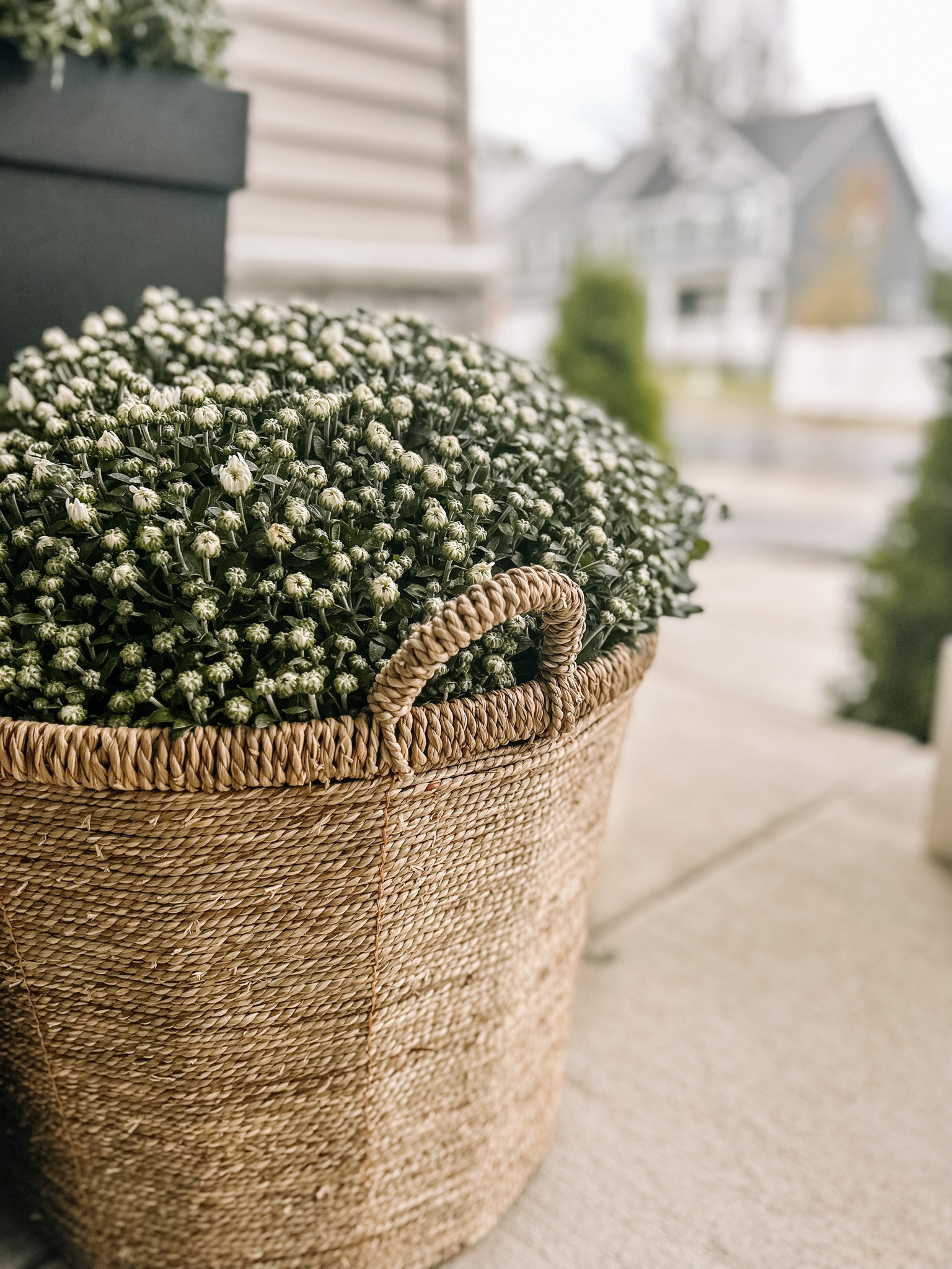 Mums n’ a basket, anyone? The perfect basket to house your mums all fall. 

#fall #mums #fallporch

#LTKfindsunder100 #LTKhome #LTKfindsunder50