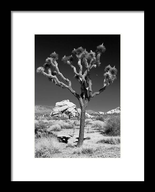 Joshua Tree in Monochrome Framed Print | Fine Art America